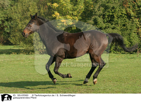 galoppierendes Pferd / SS-05560