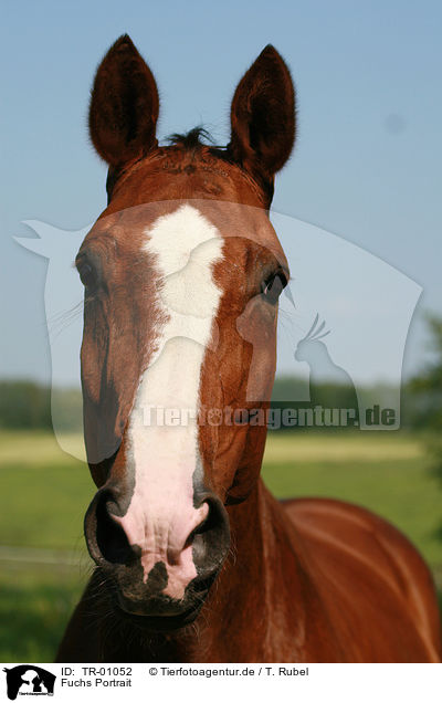 Fuchs Portrait / chestnut Portrait / TR-01052