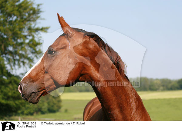 Fuchs Portrait / chestnut Portrait / TR-01053