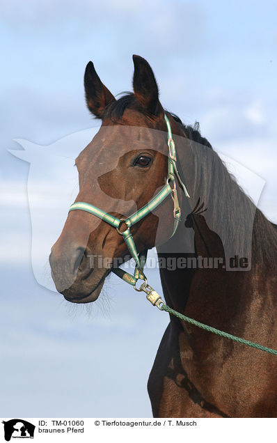 braunes Pferd / brown horse / TM-01060