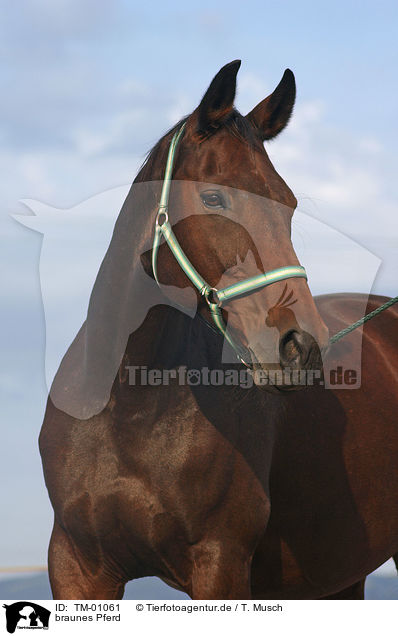 braunes Pferd / brown horse / TM-01061
