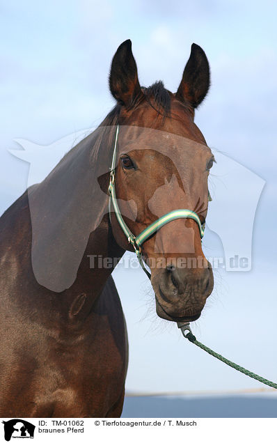 braunes Pferd / brown horse / TM-01062