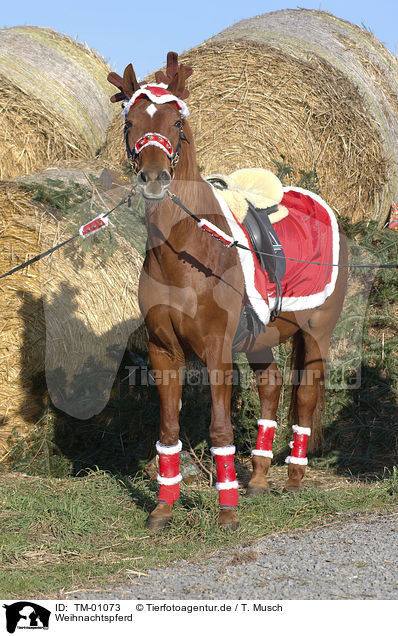 Weihnachtspferd / christmas horse / TM-01073