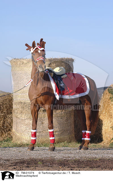 Weihnachtspferd / christmas horse / TM-01074