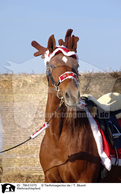 Weihnachtspferd / christmas horse / TM-01075