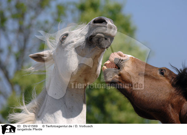 rangelnde Pferde / horses / DV-01569