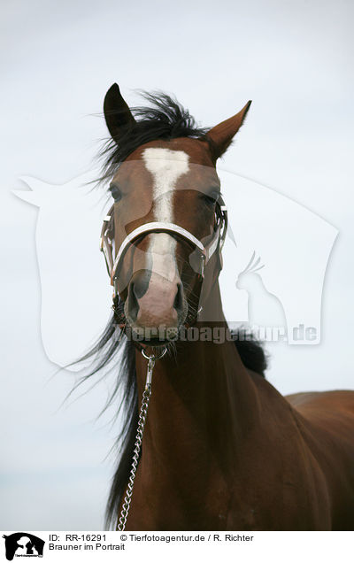 Brauner im Portrait / brown horse / RR-16291