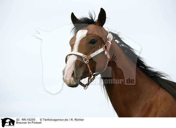 Brauner im Portrait / brown horse / RR-16295