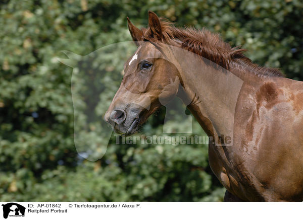 Reitpferd Portrait / horse portrait / AP-01842