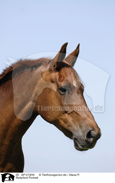 Reitpferd Portrait / horse portrait / AP-01844