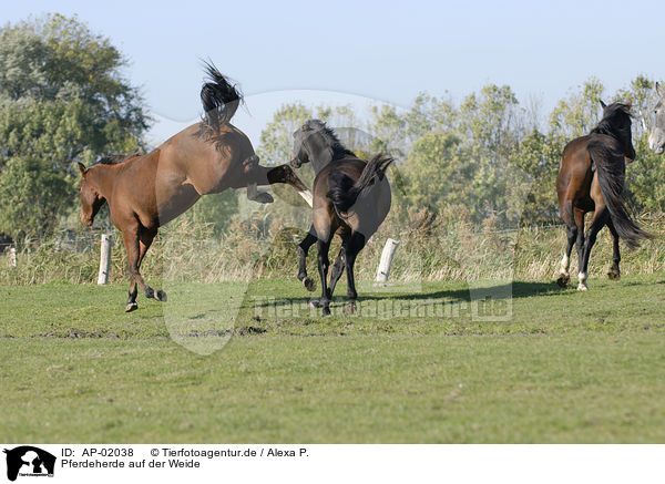 Pferdeherde auf der Weide / AP-02038