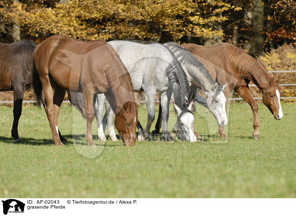 grasende Pferde / AP-02043
