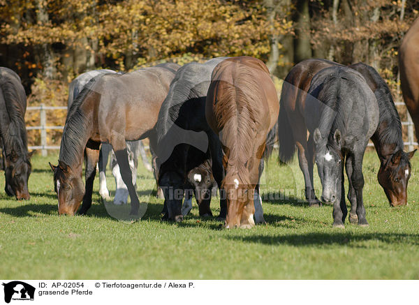 grasende Pferde / AP-02054