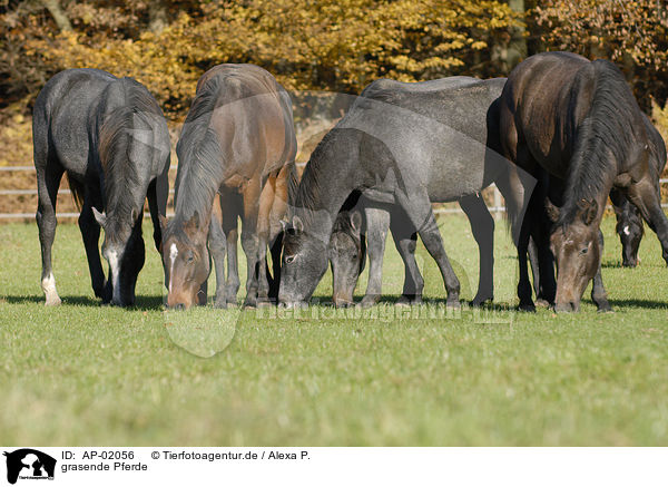 grasende Pferde / AP-02056