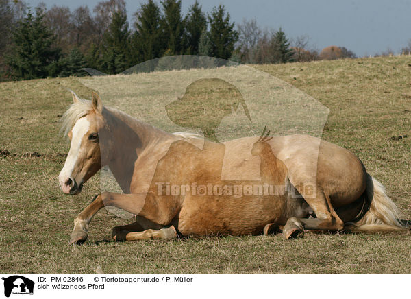 sich wlzendes Pferd / wallowing horse / PM-02846