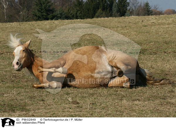 sich wlzendes Pferd / wallowing horse / PM-02849