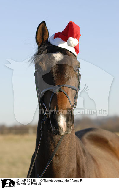 Trakehner Portrait / Trakehner Portrait / AP-02438