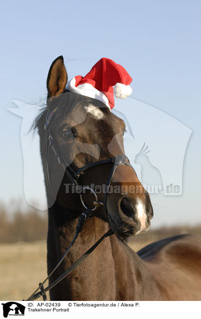 Trakehner Portrait / Trakehner Portrait / AP-02439