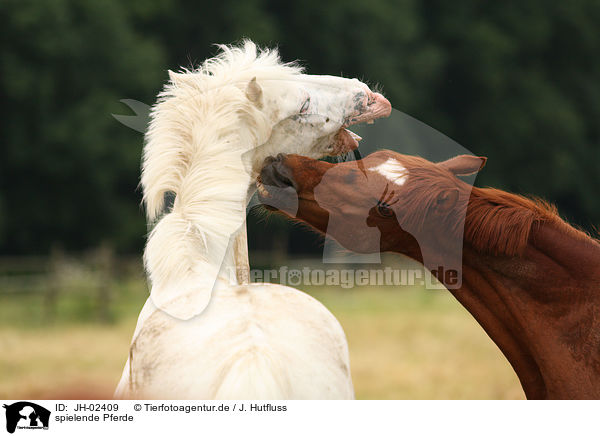 spielende Pferde / playing horses / JH-02409