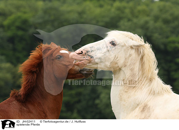 spielende Pferde / playing horses / JH-02411