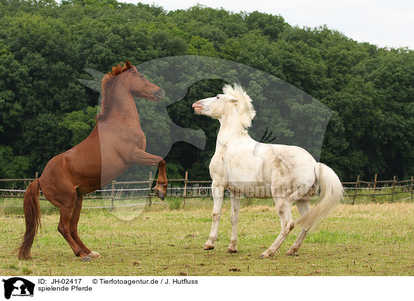spielende Pferde / playing horses / JH-02417
