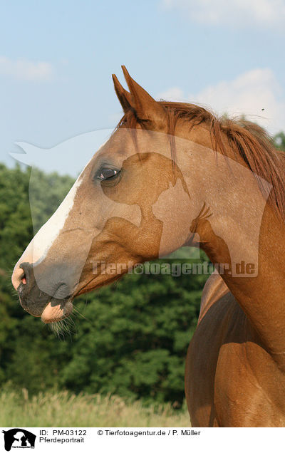 Pferdeportrait / horse portrait / PM-03122