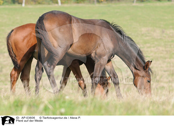 Pferd auf der Weide / horse on meadow / AP-03606