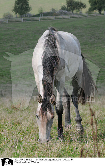 Pferd auf der Weide / horse on meadow / AP-03622