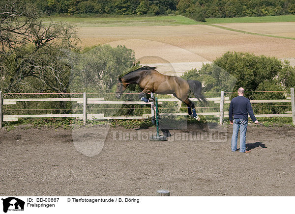 Freispringen / jumping horse / BD-00667