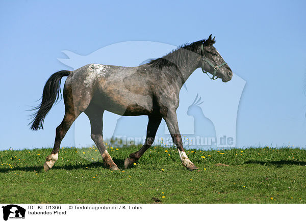 trabendes Pferd / trotting horse / KL-01366