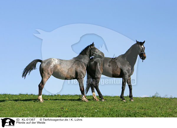 Pferde auf der Weide / horse on meadow / KL-01367