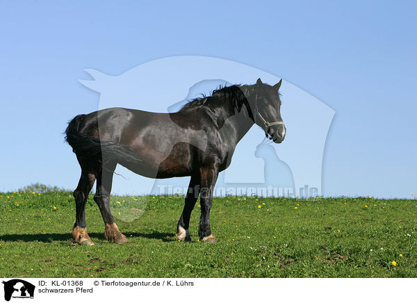 schwarzers Pferd / black horse / KL-01368
