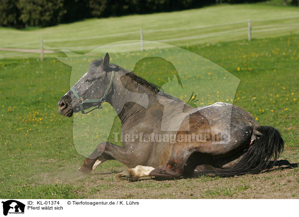 Pferd wlzt sich / wallowing horse / KL-01374