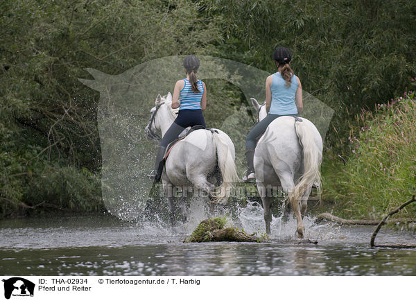 Pferd und Reiter / horseriding / THA-02934