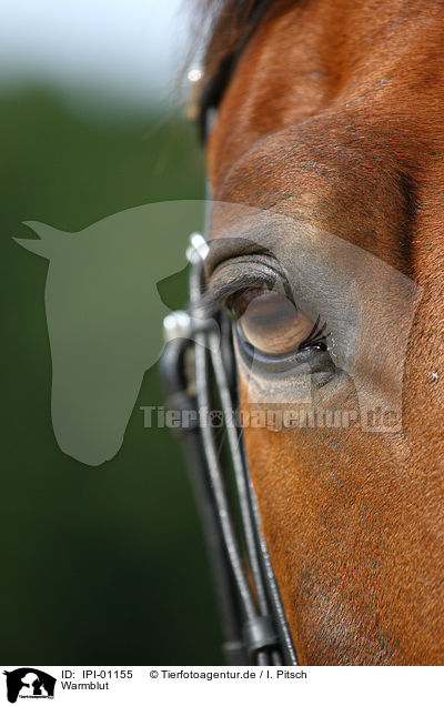 Warmblut / horse / IPI-01155