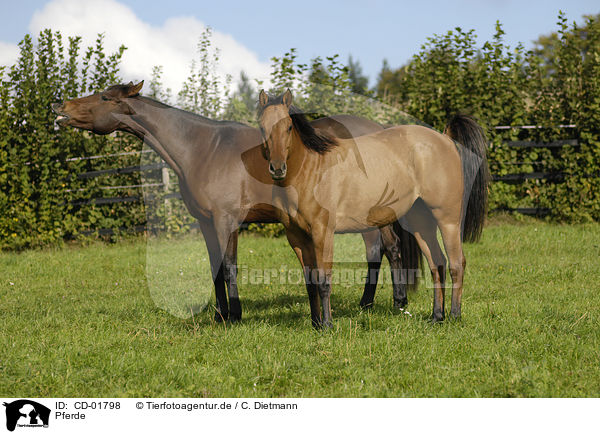 Pferde / horses / CD-01798