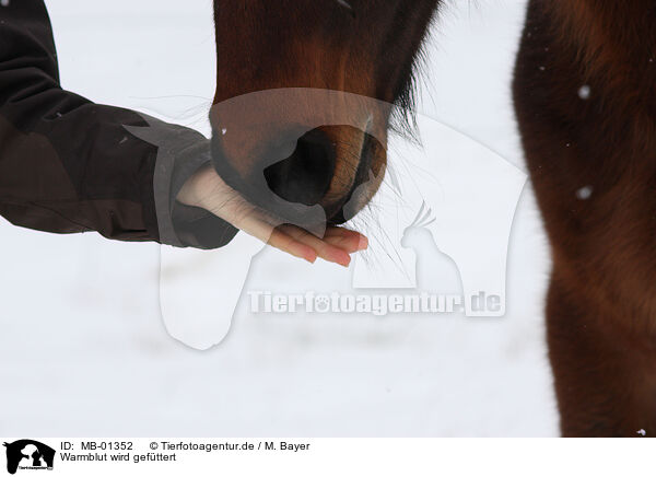 Warmblut wird gefttert / feeding a warm-blood / MB-01352