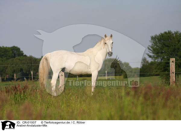 Araber-Andalusier-Mix / horse / CR-01007