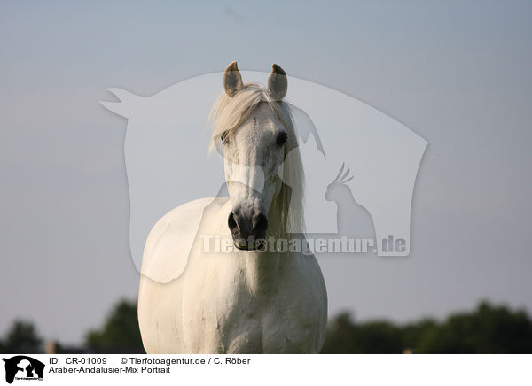 Araber-Andalusier-Mix Portrait / horse portrait / CR-01009