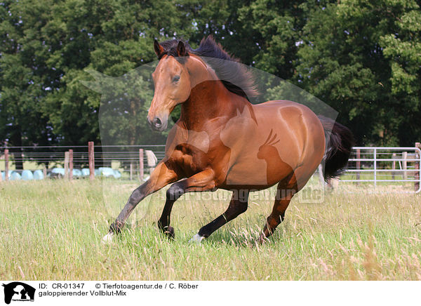 galoppierender Vollblut-Mix / galloping horse / CR-01347