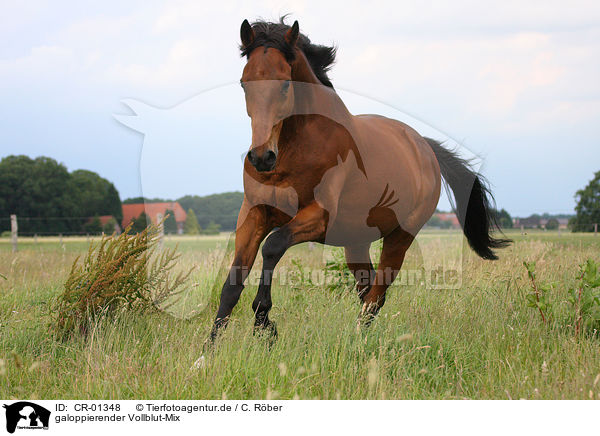 galoppierender Vollblut-Mix / galloping horse / CR-01348
