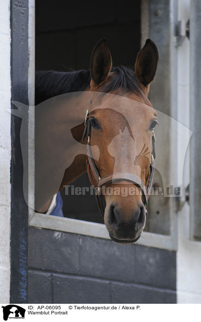 Warmblut Portrait / warmblood portrait / AP-06095