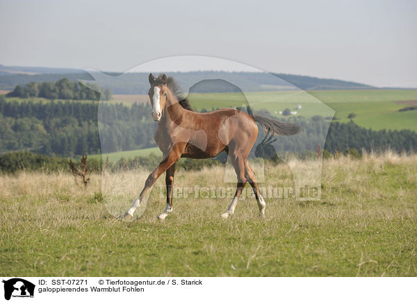 galoppierendes Warmblut Fohlen / galloping warmblood foal / SST-07271