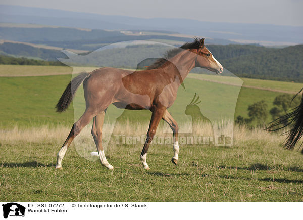 Warmblut Fohlen / warmblood foal / SST-07272