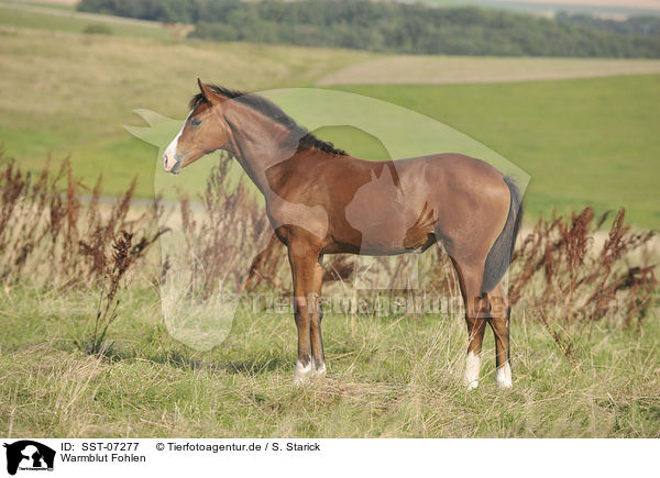 Warmblut Fohlen / warmblood foal / SST-07277