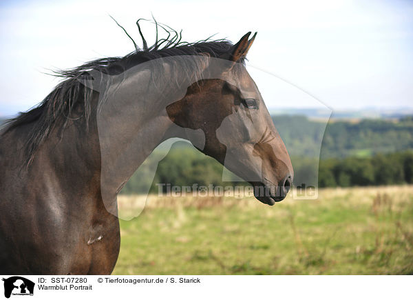 Warmblut Portrait / warmblood portrait / SST-07280