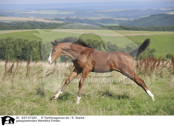 galoppierendes Warmblut Fohlen / galloping warmblood foal / SST-07282