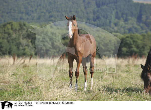 Warmblut Fohlen / warmblood foal / SST-07283