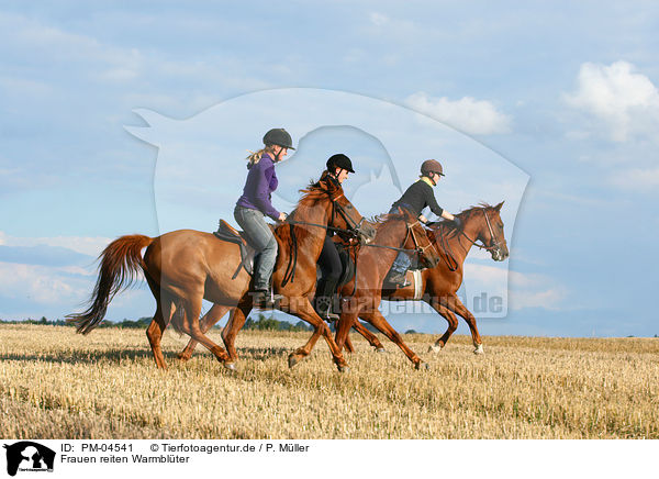 Frauen reiten Warmblter / women rides warmbloods / PM-04541