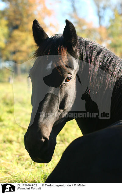 Warmblut Portrait / warmblood portrait / PM-04702